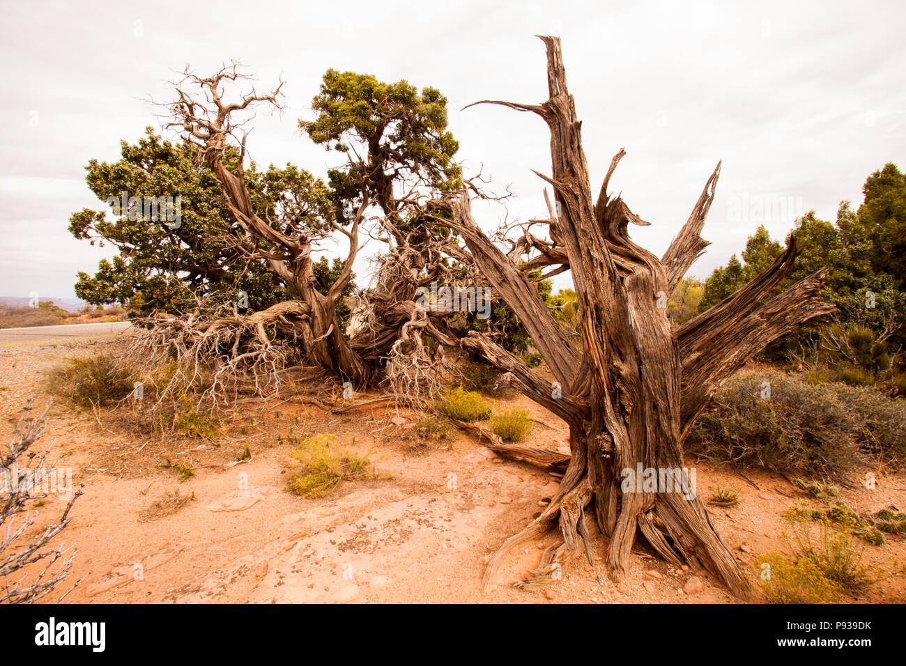 Utah Juniper vicino a Buck Canyon, il Parco Nazionale di Canyonlands. Utah Foto Stock