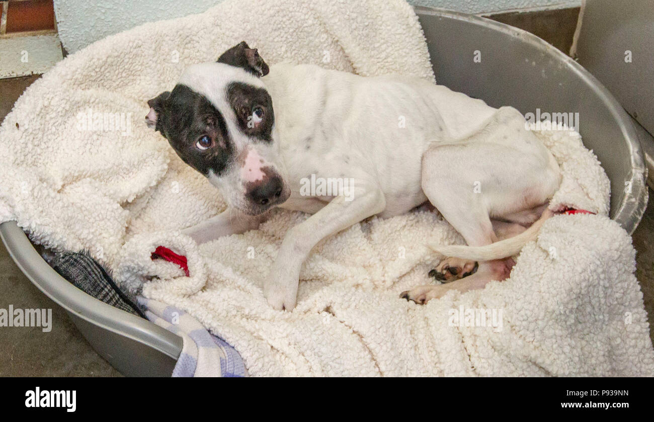 Cani maltrattati getting curato dopo il salvataggio Foto Stock