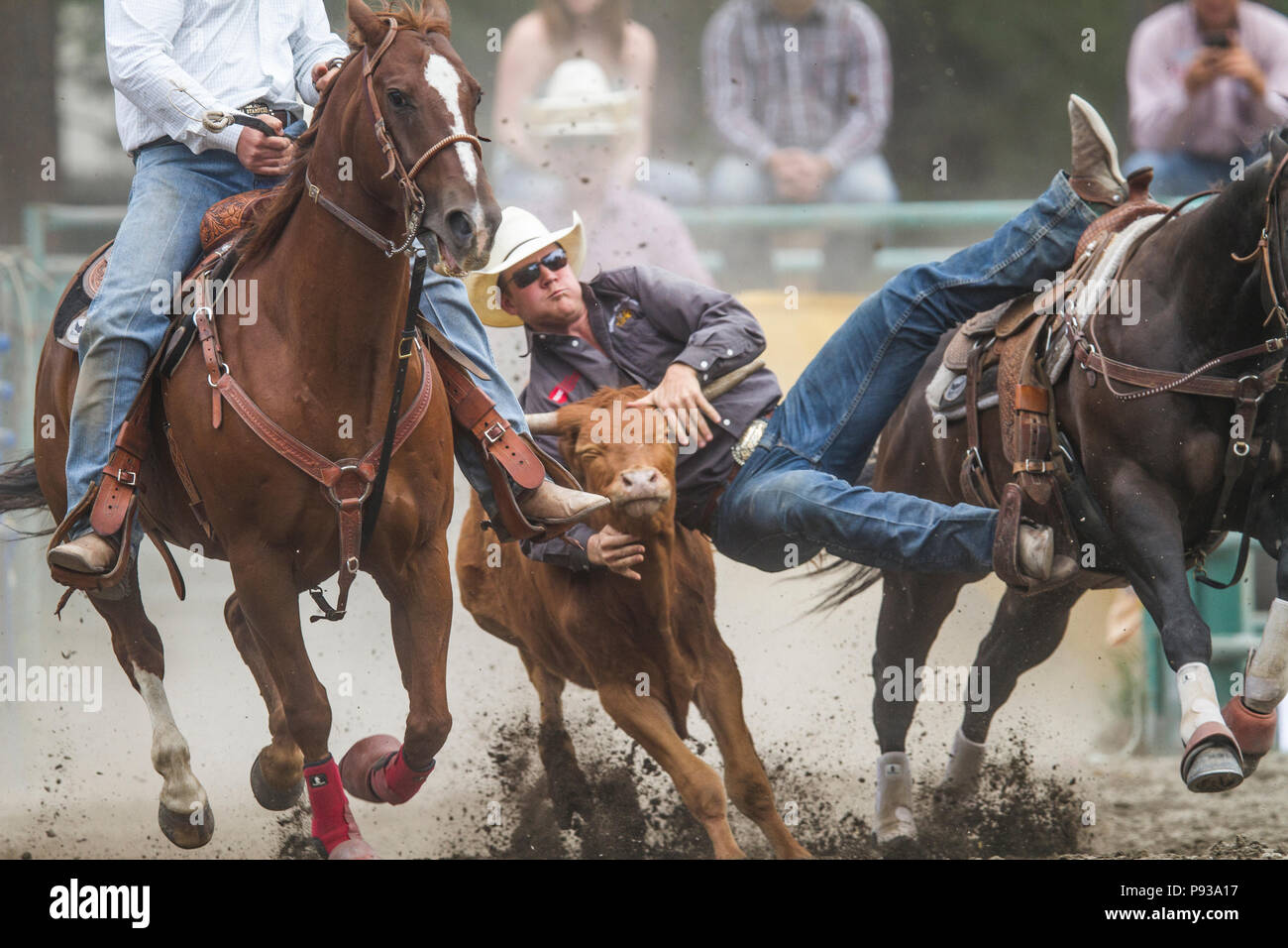 Steer Wrestling, scendere e lo sporco. Emozionante evento rodeo, uomo vs steer. Ricche di azione, salti da cavallo movng per combattere sterzare a massa. Matt Foto Stock
