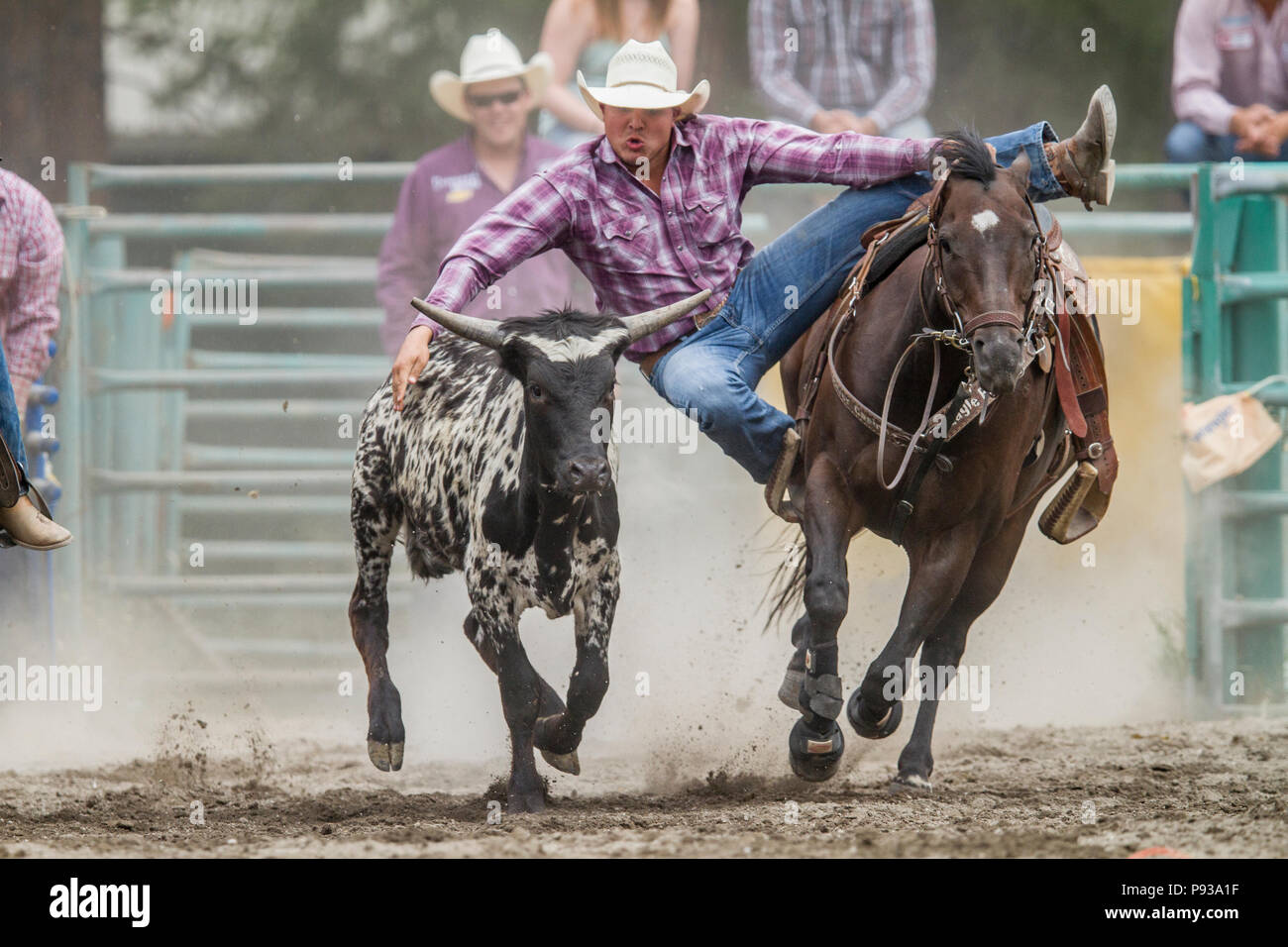 Steer Wrestling, scendere e lo sporco. Emozionante evento rodeo, uomo vs steer. Ricche di azione, salti da cavallo movng per combattere sterzare a massa. Queen Foto Stock