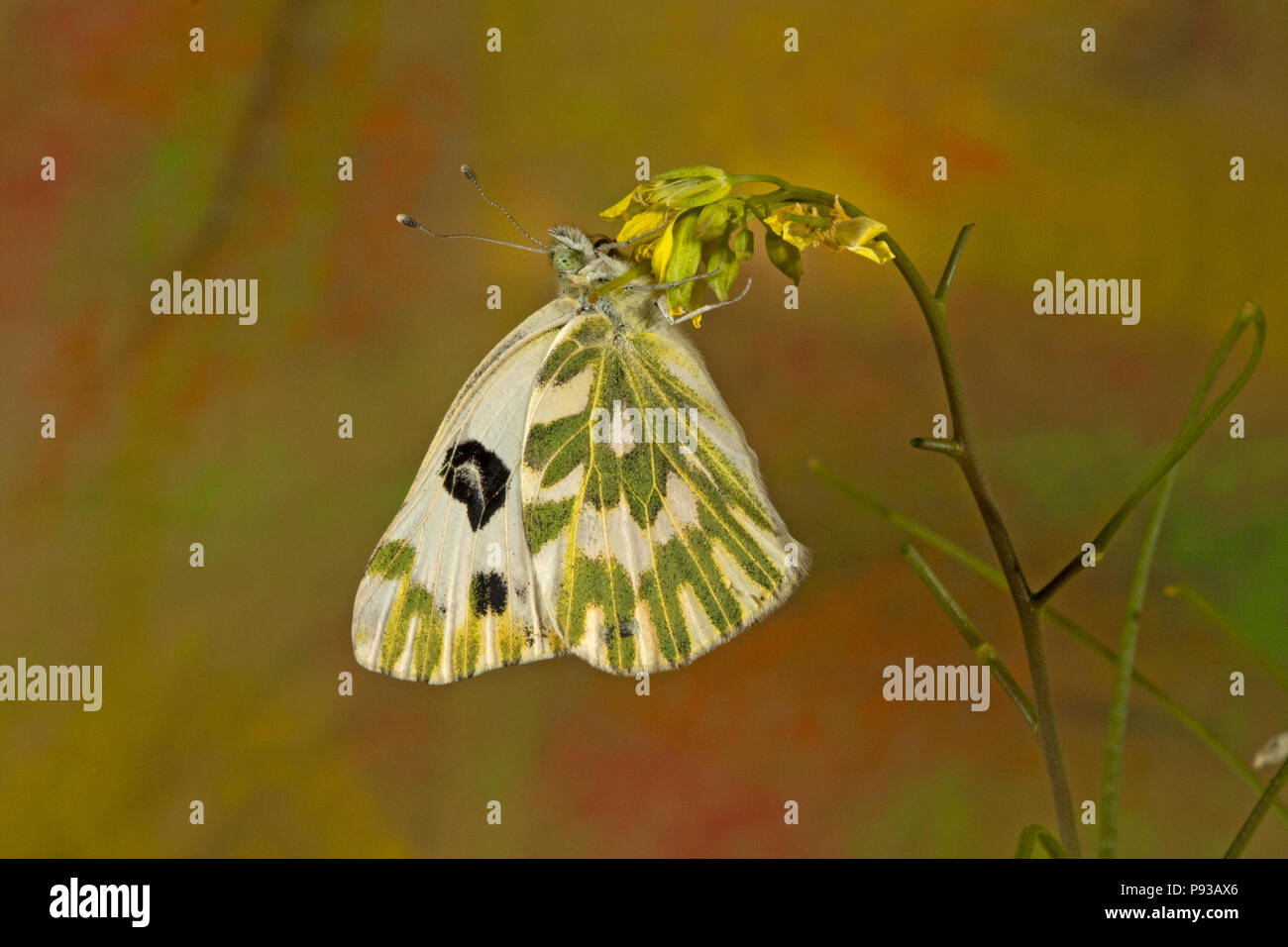 Un Becker White butterfly, Pontia beckerii, su un millefiori nel deserto della coscia del centro di Oregon. Foto Stock