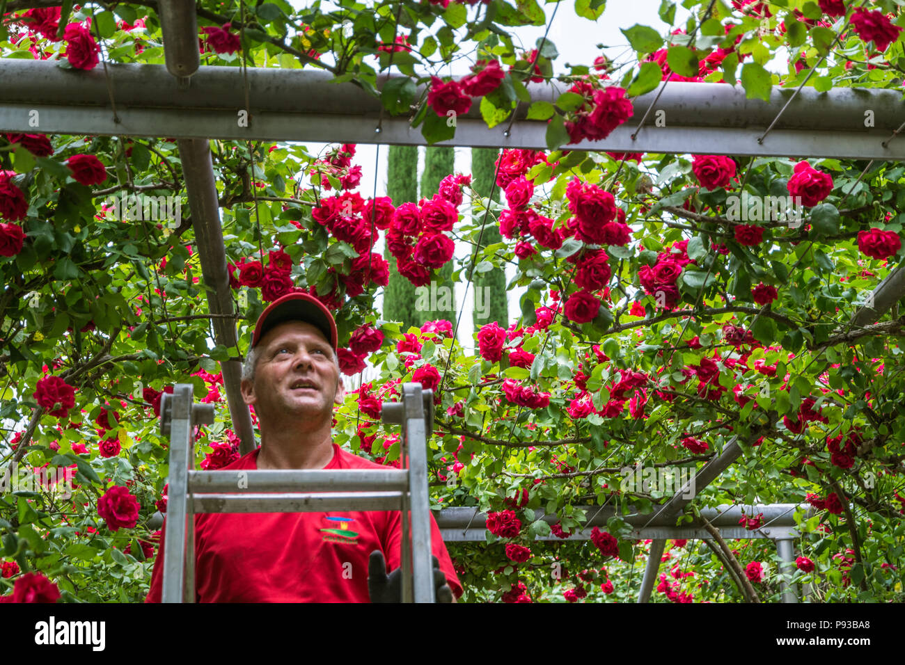 Maschio professionale giardiniere organizza red rose piante presso il giardino Trauttmandorff a Merano, Alto Adige, Italia settentrionale Foto Stock