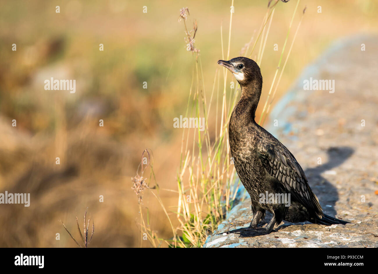 Cormorano nero brillante Foto Stock