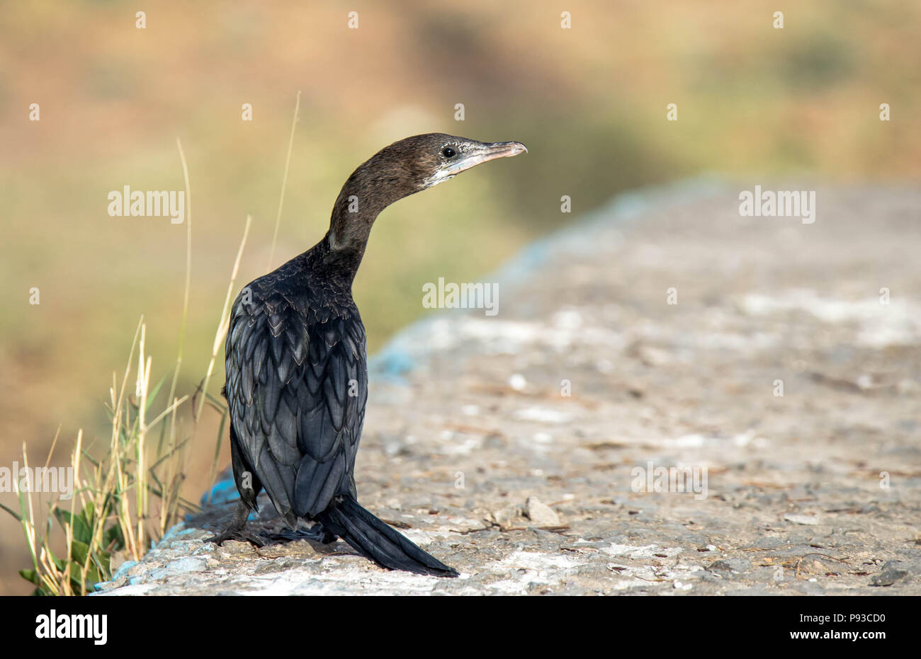 Cormorano nero brillante Foto Stock