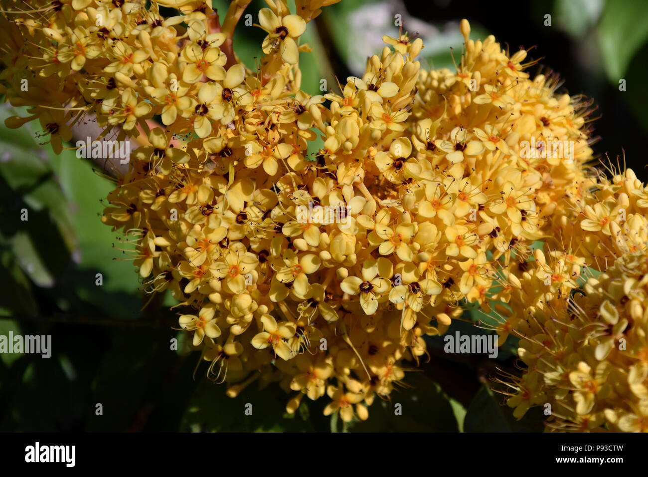 Colorate fioriture gialle di Ashoka tree (Saraca asoca indica). Il ashoka è una pioggia-albero di foresta. La pianta appartenente alla sottofamiglia Caesalpinioideae Foto Stock