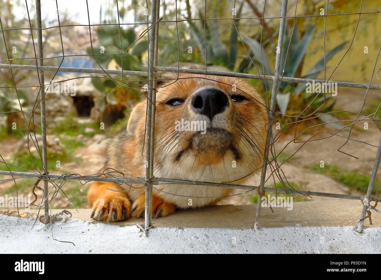 Fox andina (Lycalopex culpaeus andinus) in cattività all'interno di un giardino zoologico Foto Stock