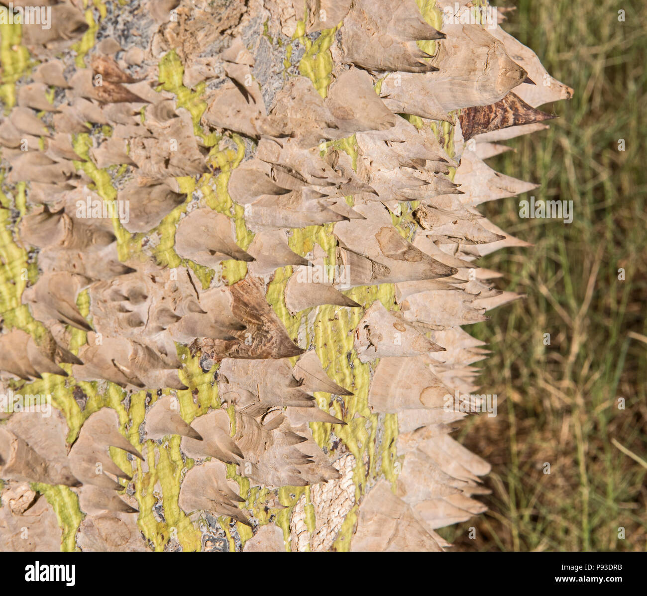 Close-up dettaglio del grosso tronco su seta floss albero ceiba speciosa con spine pungenti e di erba prato sfondo Foto Stock