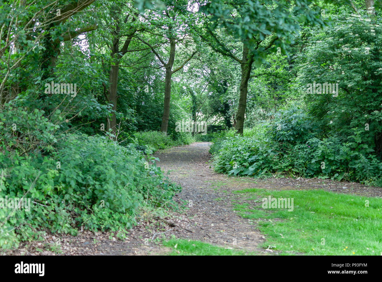 Percorso di Forrest Foto Stock