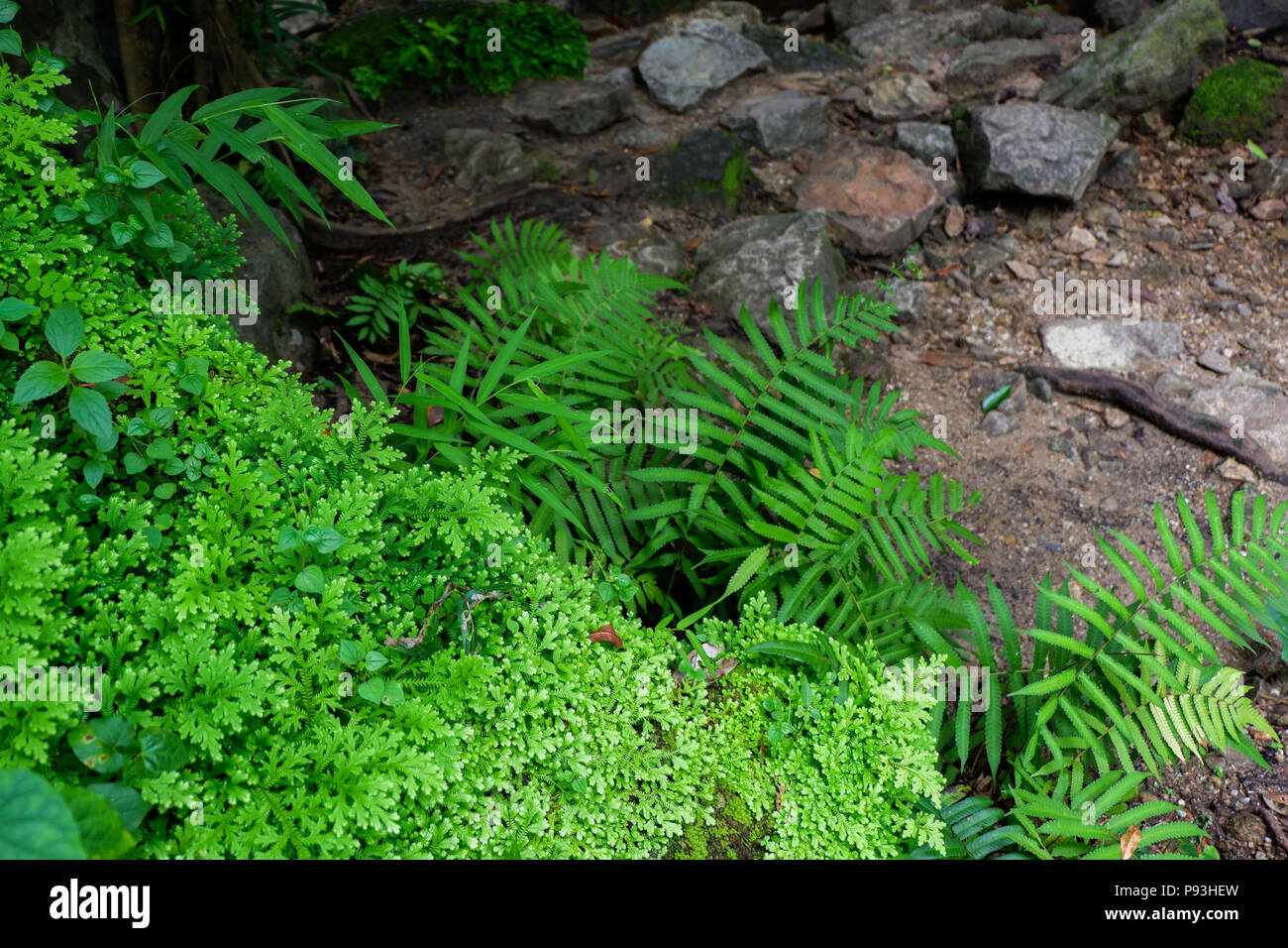 Felci e altre piante della foresta. Naturale di foglia di felce decor closeup photo. Vegetazione tropicale vista dall'alto. Foglia di felce pattern. Il fogliame verde con verde Foto Stock