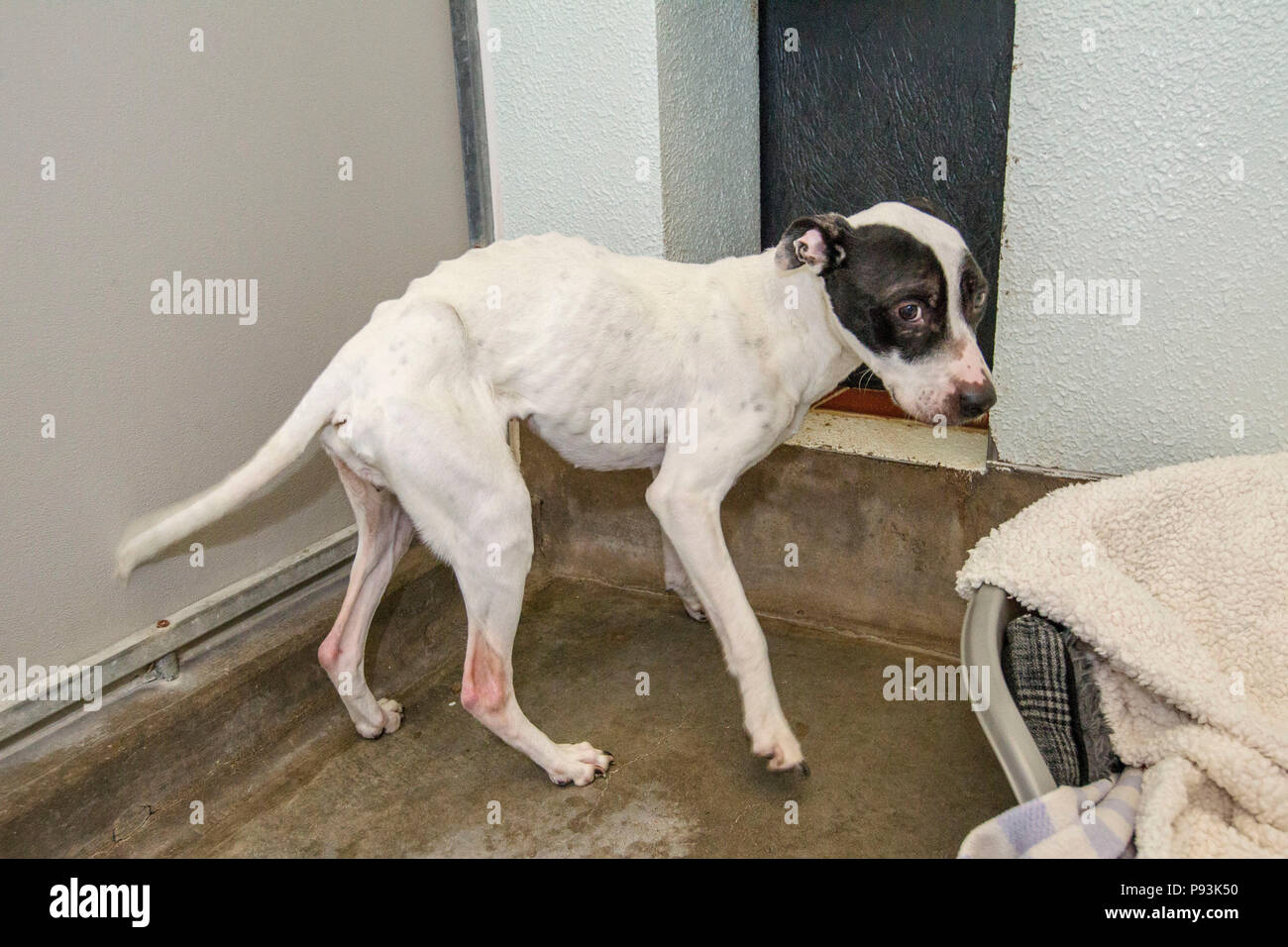 Cani maltrattati getting curato dopo il salvataggio Foto Stock