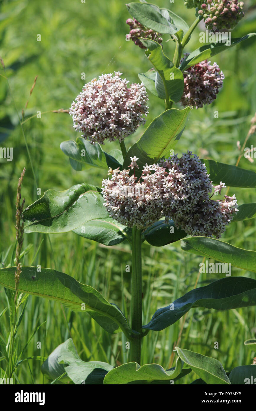 Fioritura milkweed impianto. Milkweed i fiori sbocciano da giugno ad agosto, Kingston, Ontario Foto Stock
