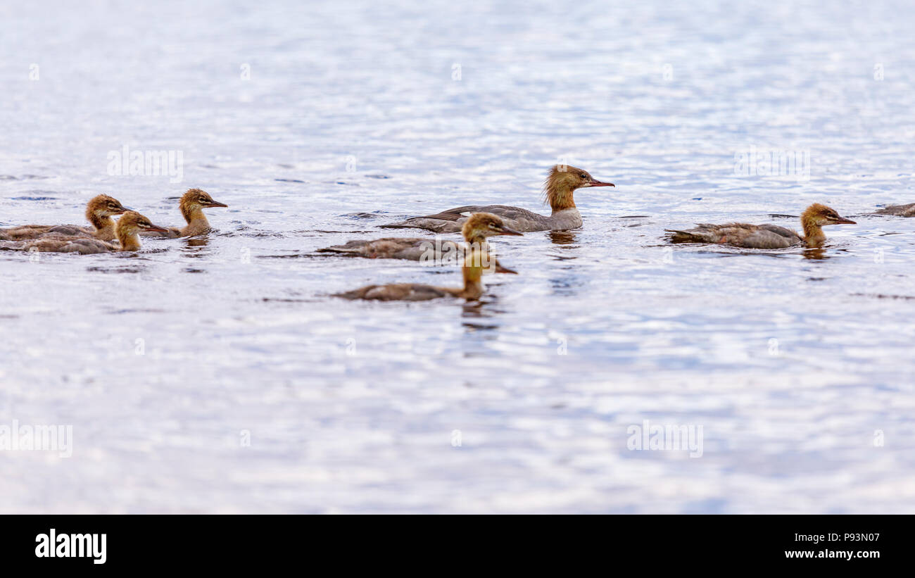 Famiglia di uccelli da nuoto Foto Stock