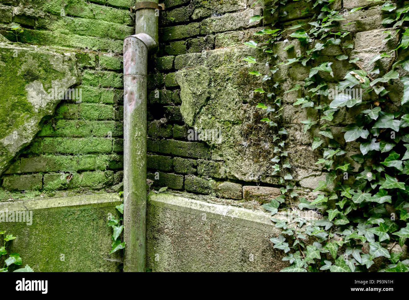 Green superriduttore e moss sono in crescita su fatiscenti e parete di mattoni sul lato nord. Foto Stock