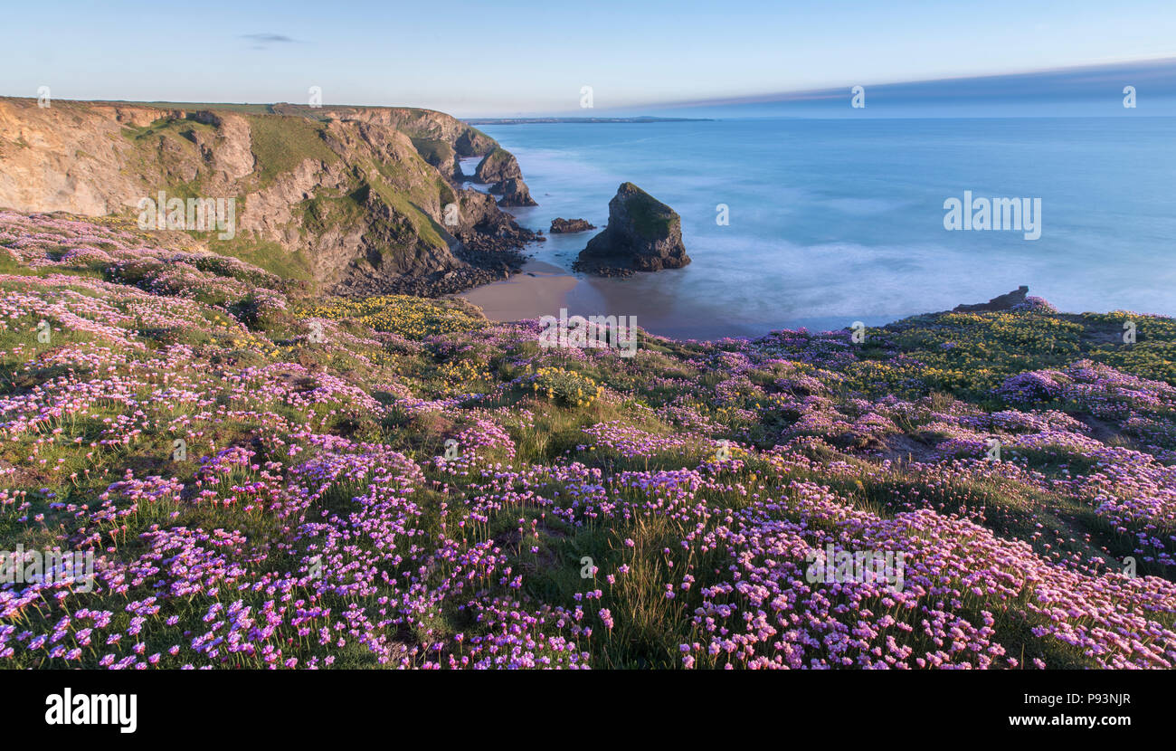 I tappeti di parsimonia a Bedruthan Steps in Cornovaglia. Foto Stock