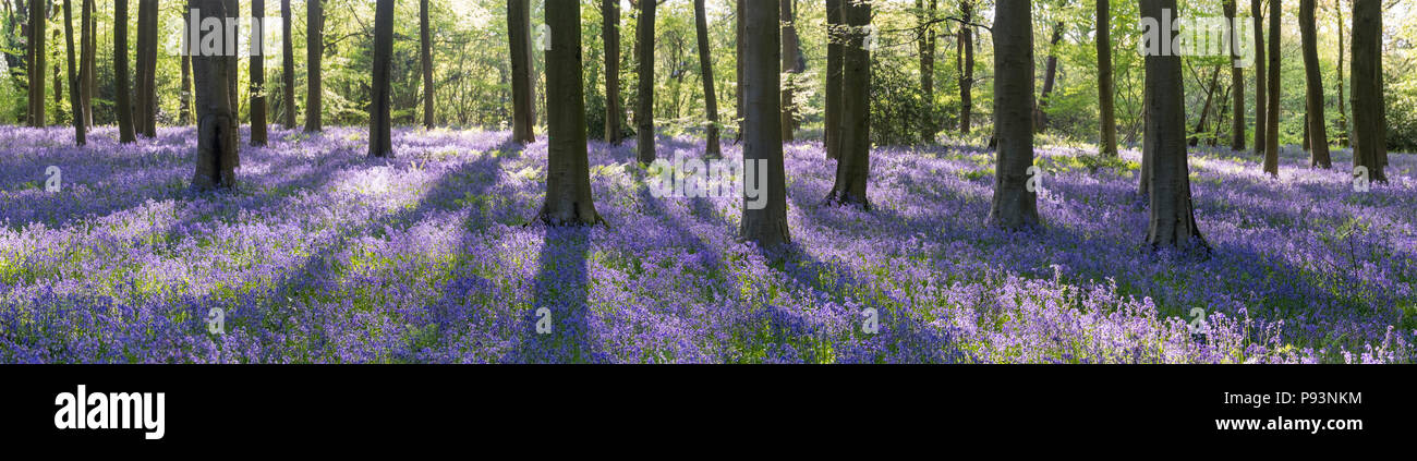 Micheldever boschi in Hampshire. Foto Stock