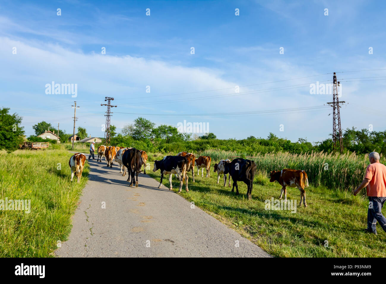 Due pastori sono alla guida di una mandria di bloodstock vacche domestiche home il fienile dopo pascoli su strada asfaltata nel villaggio. Foto Stock