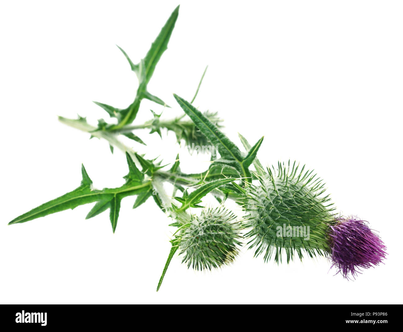 Cardo utilizzato come erba medicinale su sfondo bianco Foto Stock