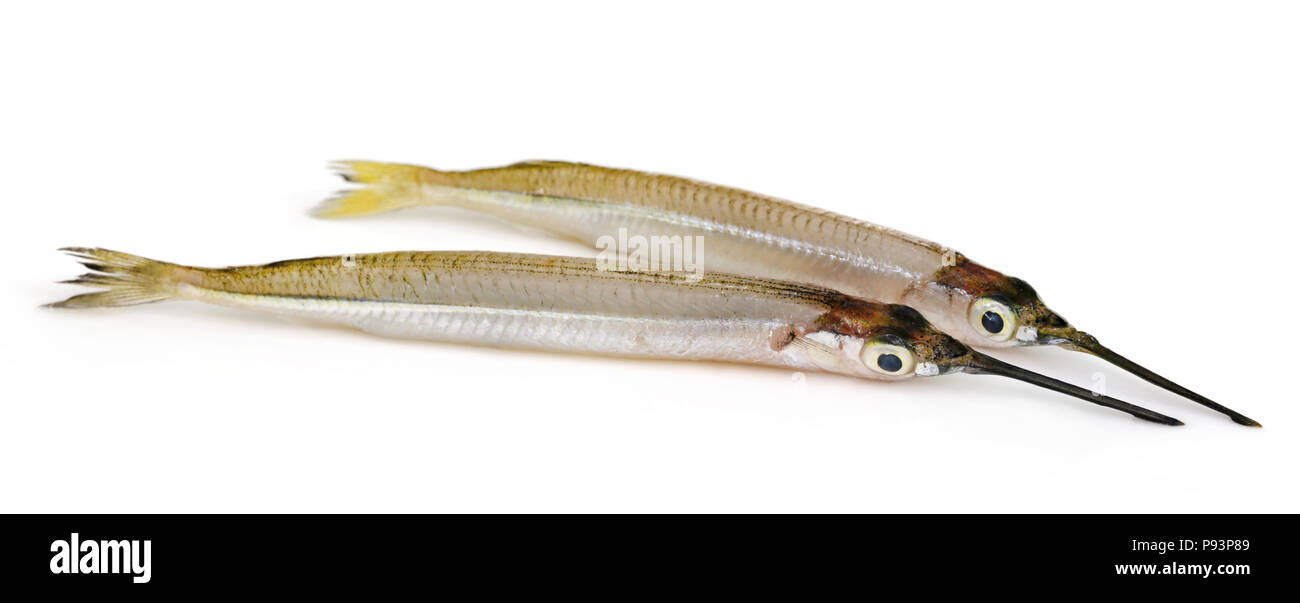 Needlefish di acqua dolce su sfondo bianco Foto Stock