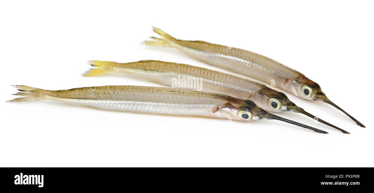 Needlefish di acqua dolce su sfondo bianco Foto Stock