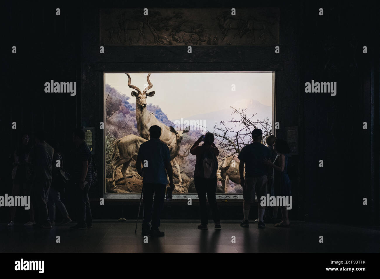 Isitors guardando le mostre nel Museo Americano di Storia Naturale di New York, uno dei più grandi musei del mondo. Foto Stock