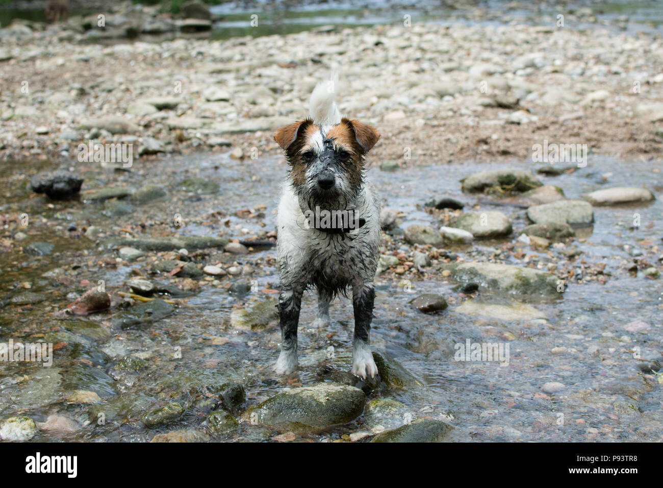 FUNNY fangoso cane sporca in un fiume naturale sullo sfondo Foto Stock