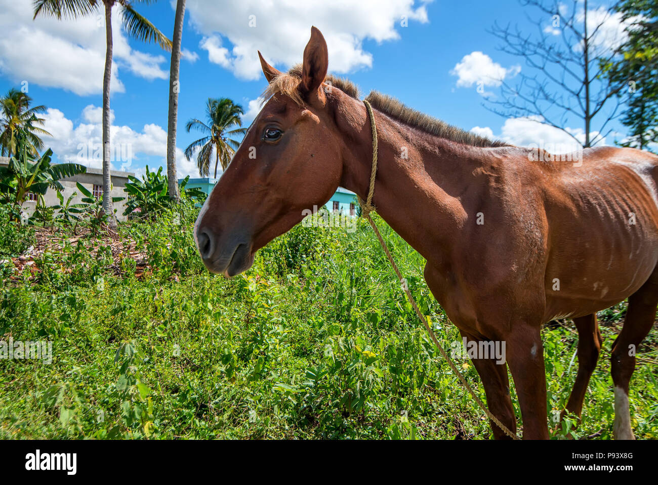Brown skinny ritratto a cavallo nella natura Foto Stock