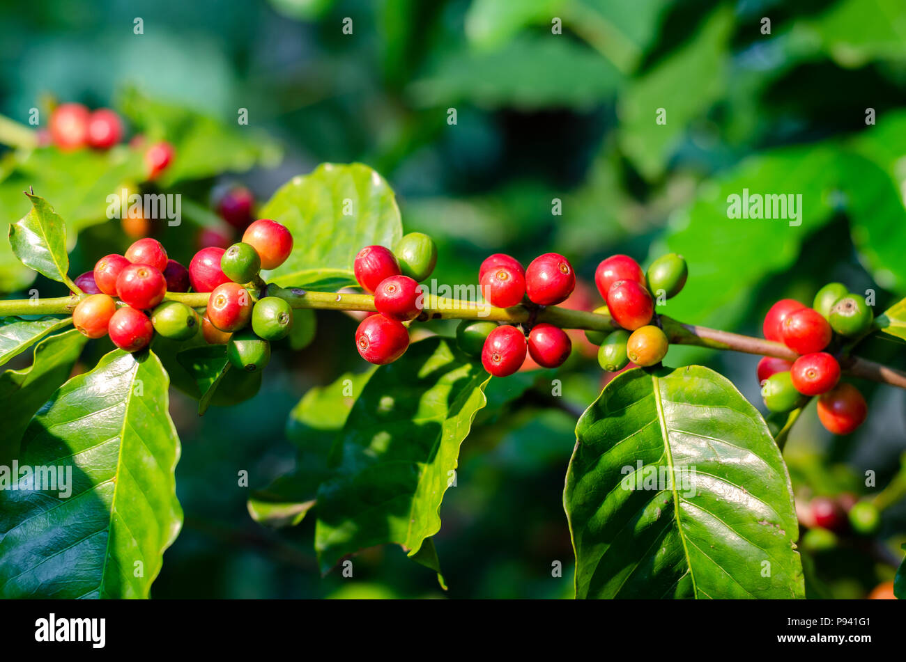 Close up fresche biologiche red raw e mature ciliegia di caffè fagioli sulla piantagione di alberi Foto Stock