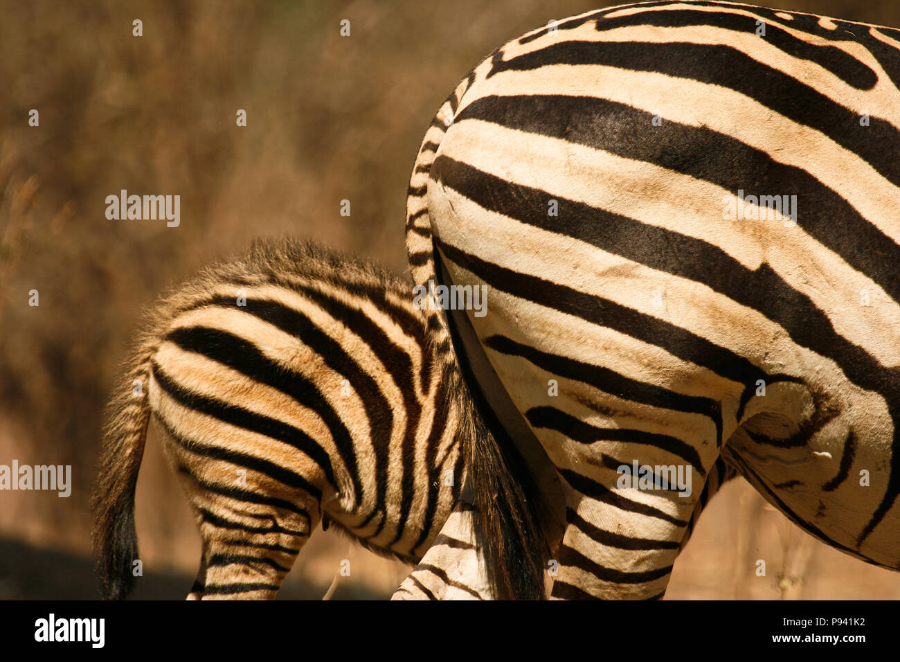 Zebre, Equus quagga. Parco Nazionale di Mana Pools. Zimbabwe Foto Stock