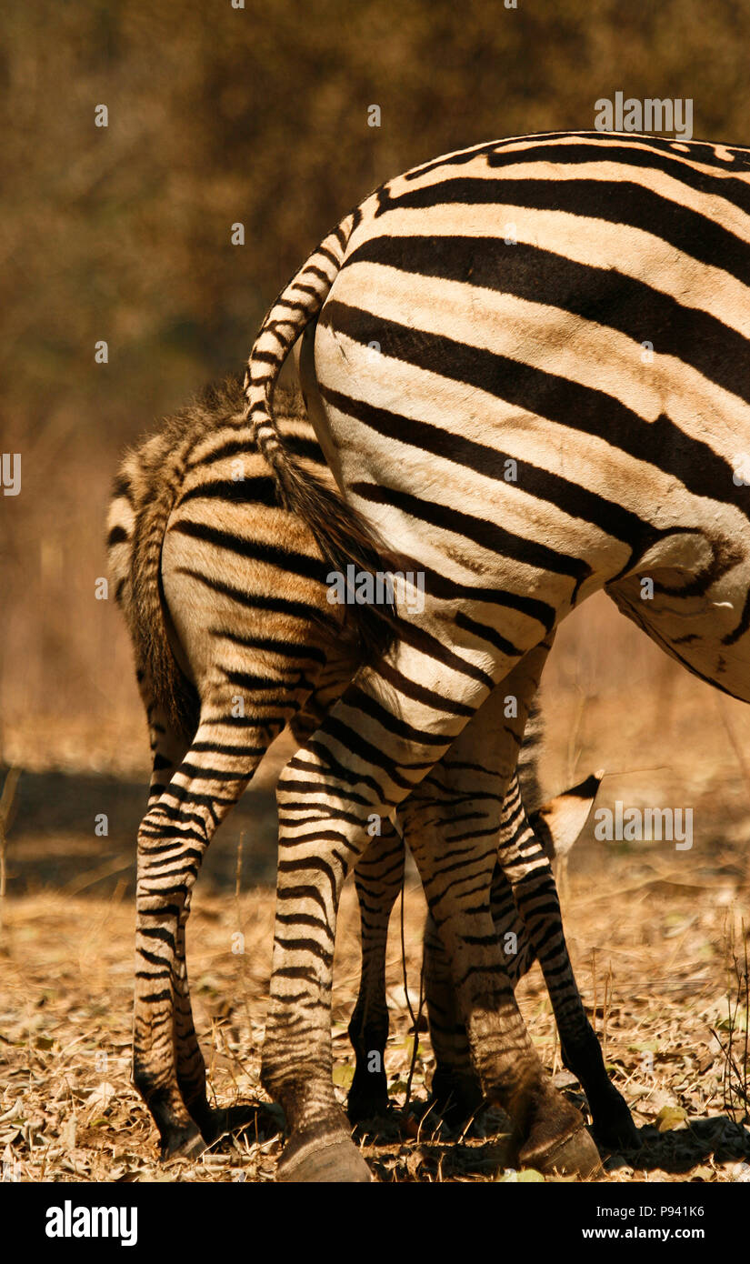 Zebre, Equus quagga. Parco Nazionale di Mana Pools. Zimbabwe Foto Stock