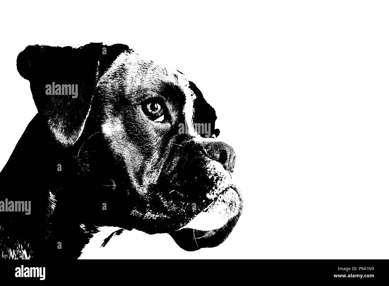 Tedesco cane Boxer Foto Stock