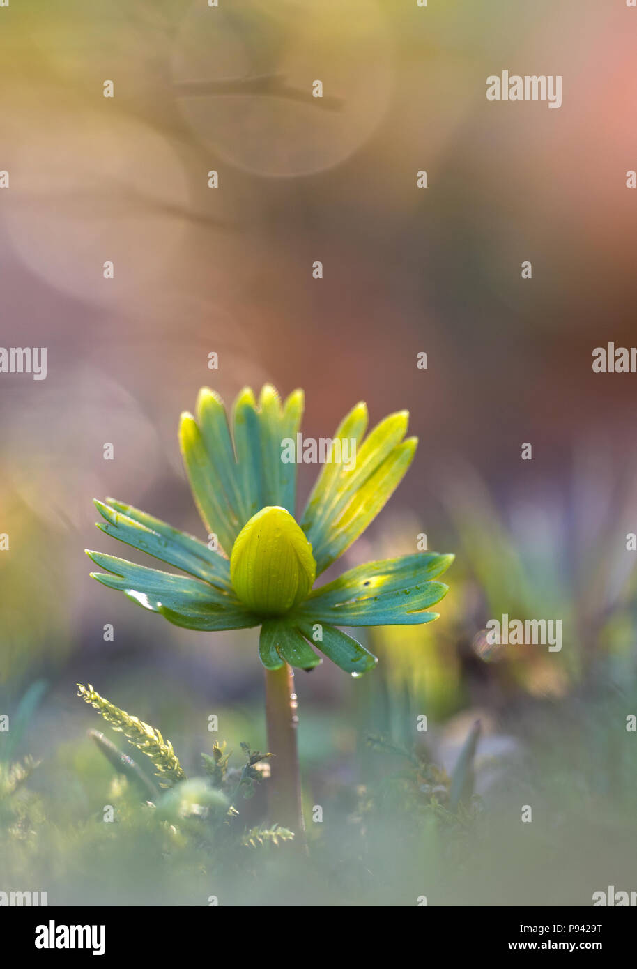 Eranthis Foto Stock