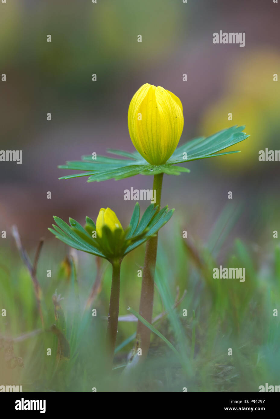 Eranthis fiori Foto Stock