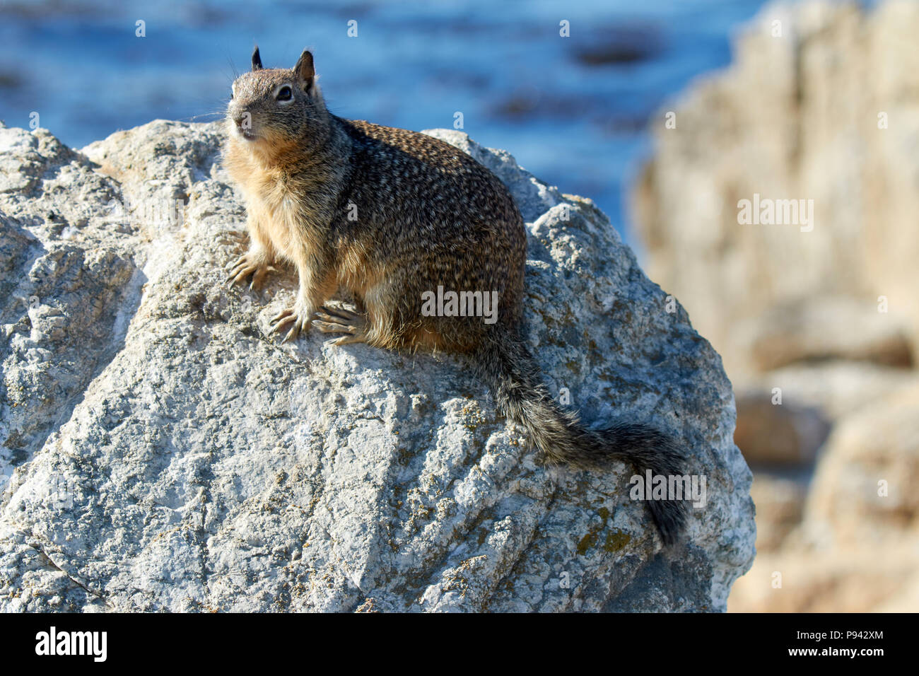 Curioso di massa della California scoiattolo (Otospermophilus beecheyi) seduto su una roccia vista laterale Foto Stock