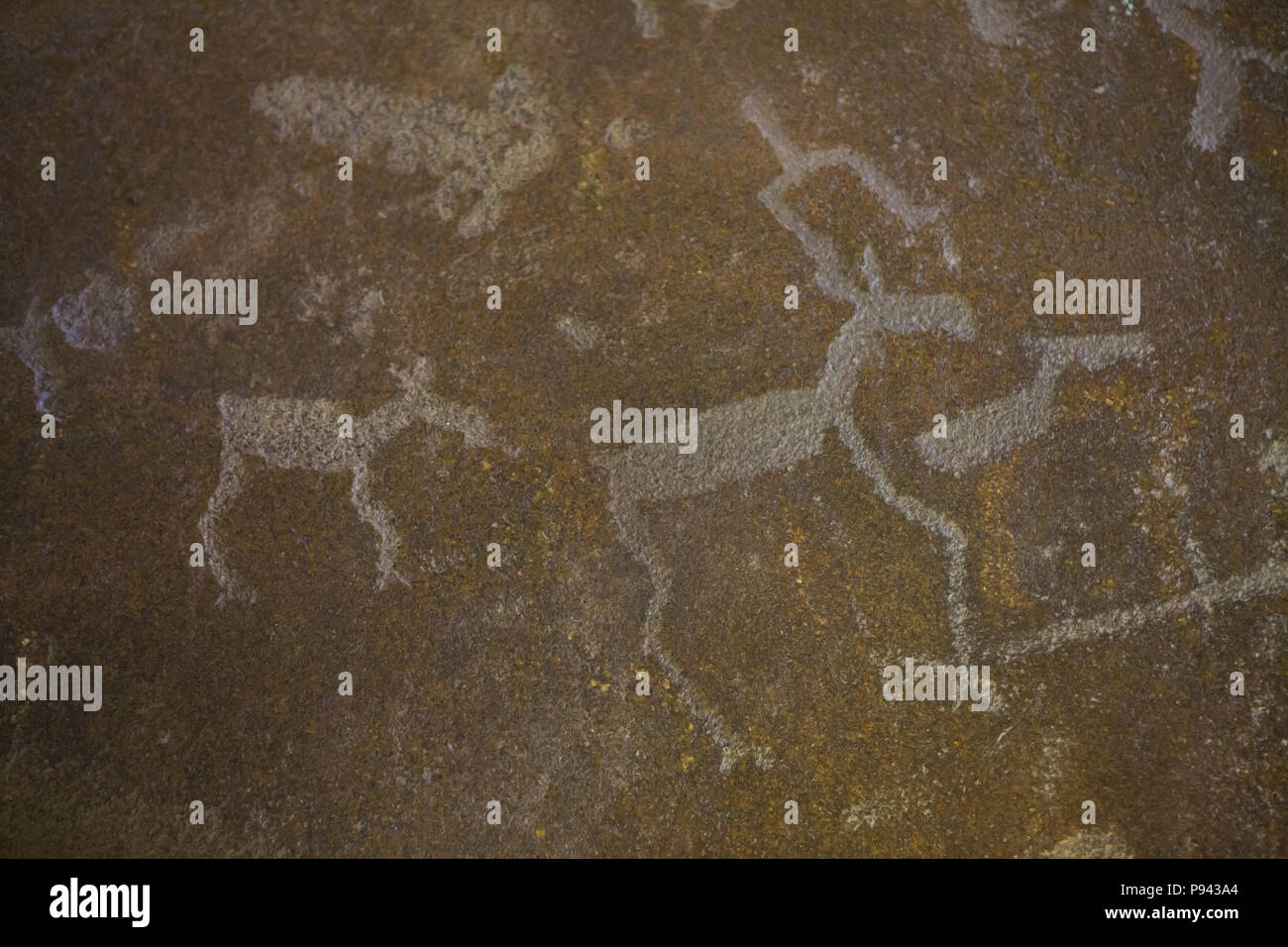 Tre elks (Alces alces) rappresentata nel petroglyph primordiale a Besov Nos Cape (Demon's naso) sul Lago Onega, ora esposti nel Museo Hermitage di San Pietroburgo, Russia. Foto Stock