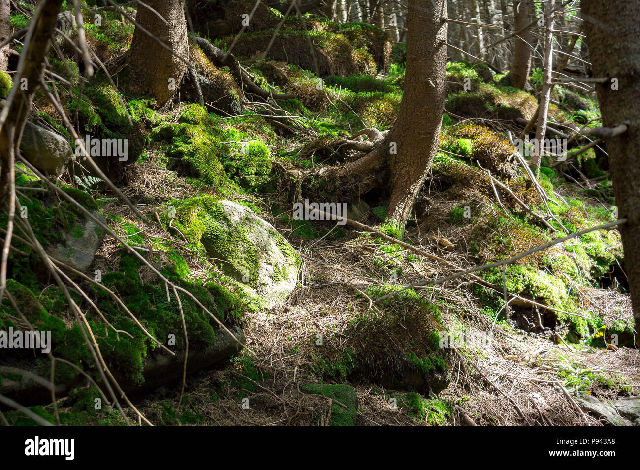 Foto della foresta di mistico in montagna. Vista ravvicinata delle radici degli alberi, pietre e Moss. Foto Stock