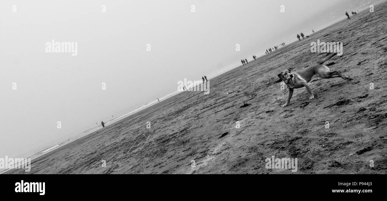 Cane che corre sulla spiaggia Foto Stock