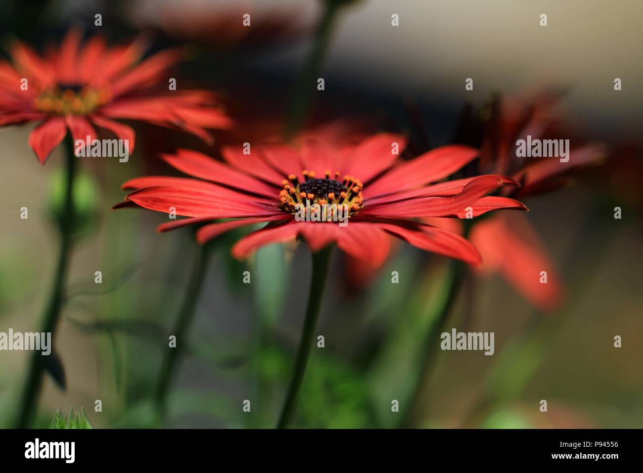 Wild fiori di primavera Foto Stock