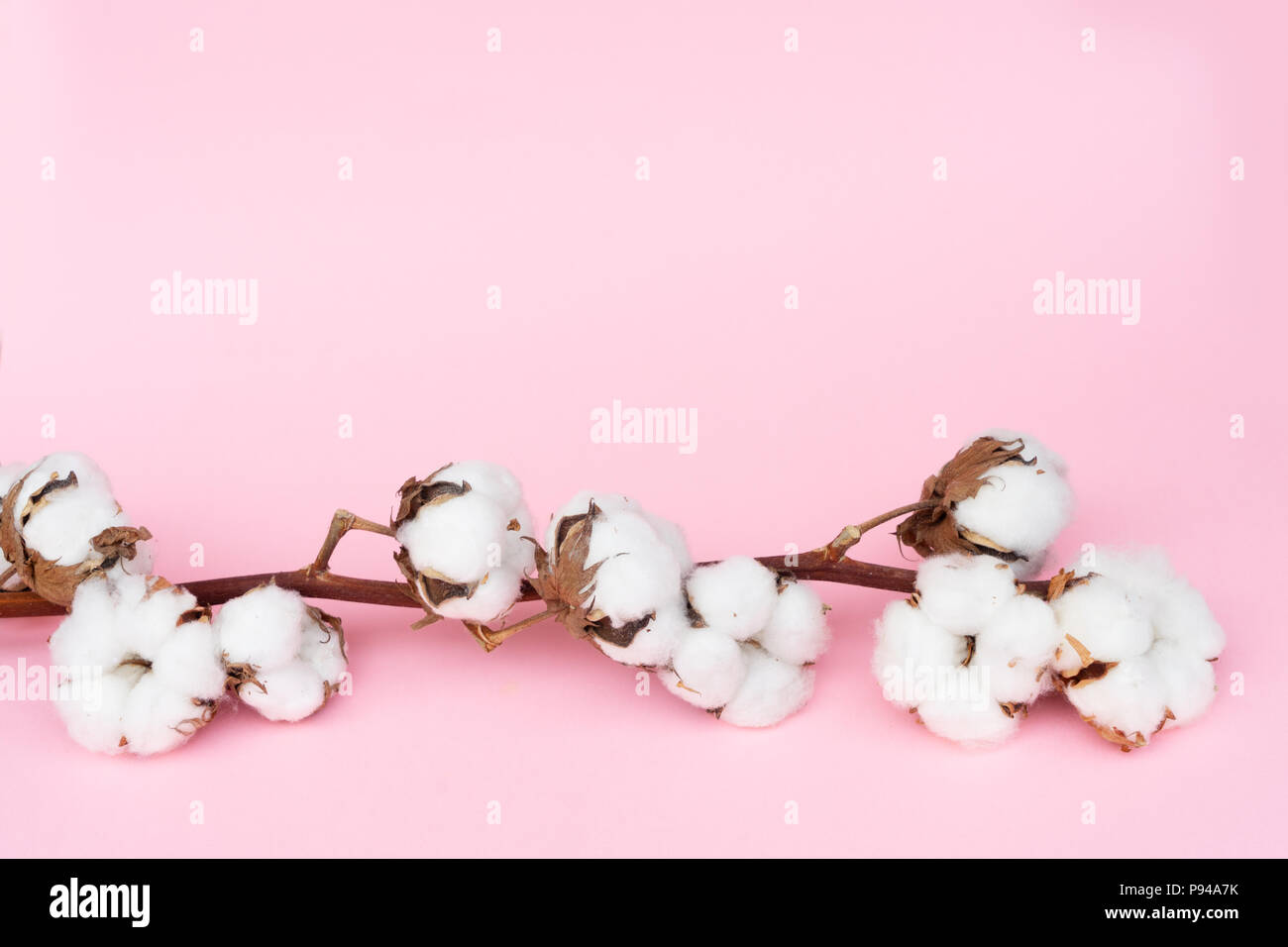 Il cotone greggio ramo sul pastello sfondo rosa Foto Stock