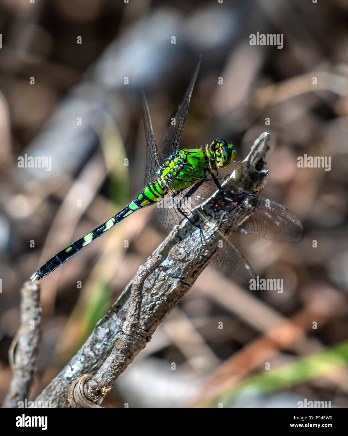 Una femmina di libellula noto come pondhawk orientale, Erythemis simplicicollis, aluci su una piccola filiale. Foto Stock
