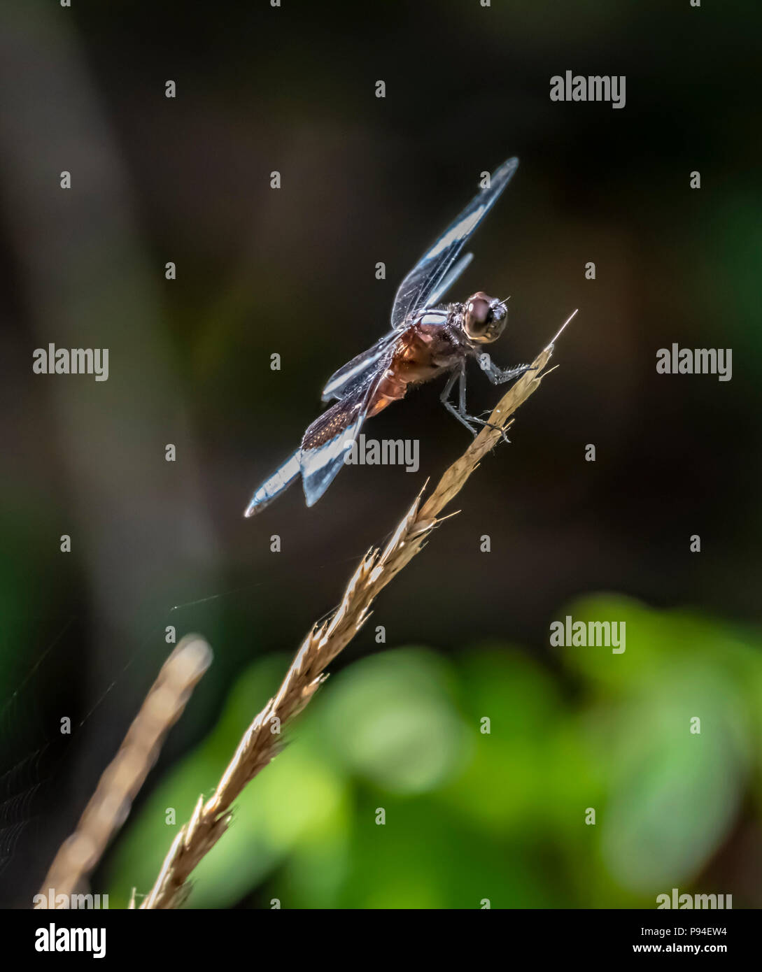 Una libellula noto come slaty schiumarola Libellula incesta, aluci su un erbaccia, isolata contro un gran parte scura, fuori fuoco sfondo. Foto Stock