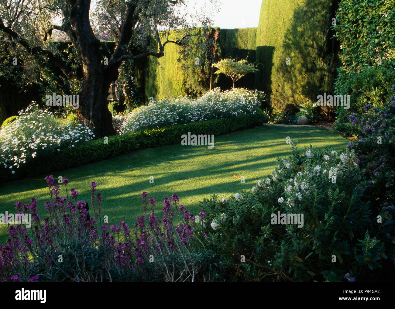 Bianco perenials fioritura e bassa, ritagliato hedge sotto albero nel giardino di campagna con mauve erysimum accanto a prato falciato Foto Stock