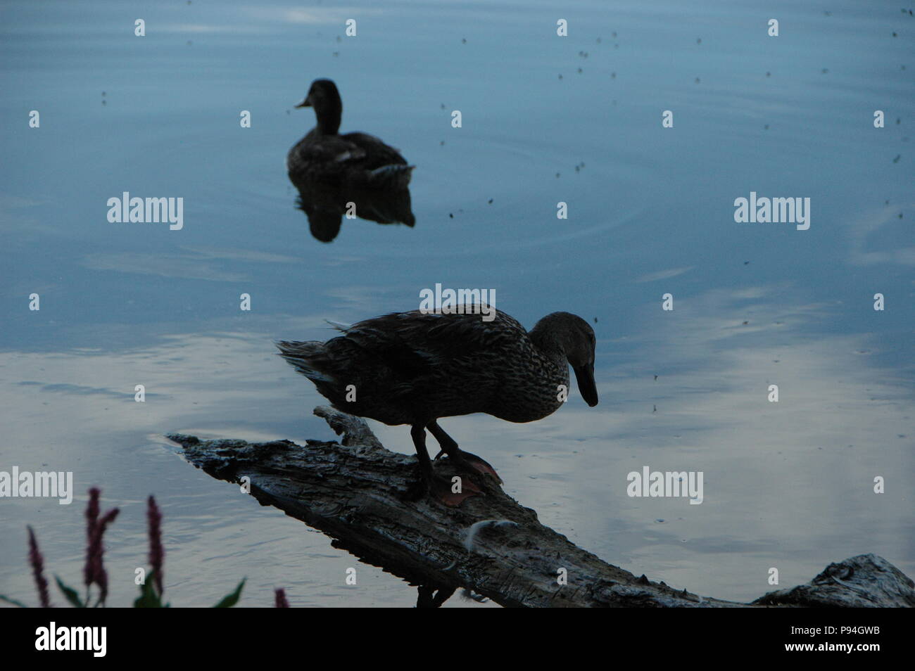 anatre in un lago Foto Stock