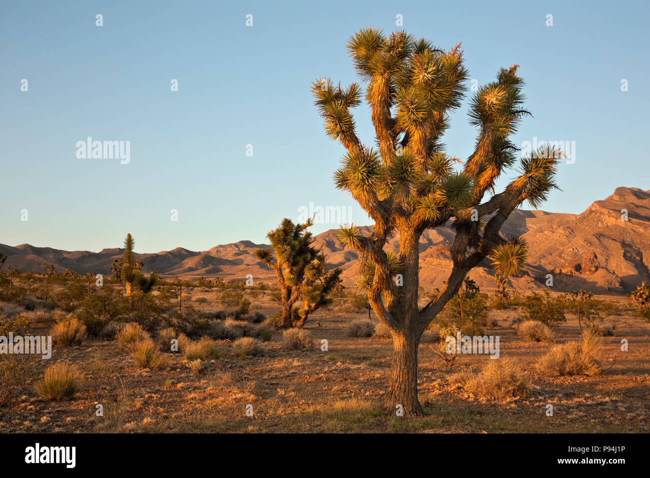 UT00461-00...Utah - Tramonto in una foresta di alberi di Joshua in Beaver Dam lavare National Conservation Area. Foto Stock