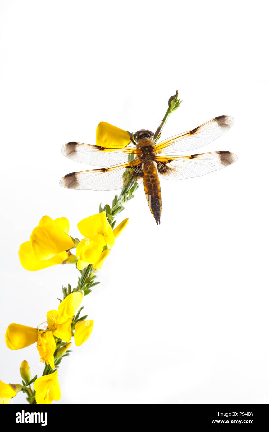 Un quattro-spotted chaser dragonfly, Libellula quadrimaculata, fotografata in uno studio su una scopa bush frond su uno sfondo bianco prima del rilascio. Nord Foto Stock