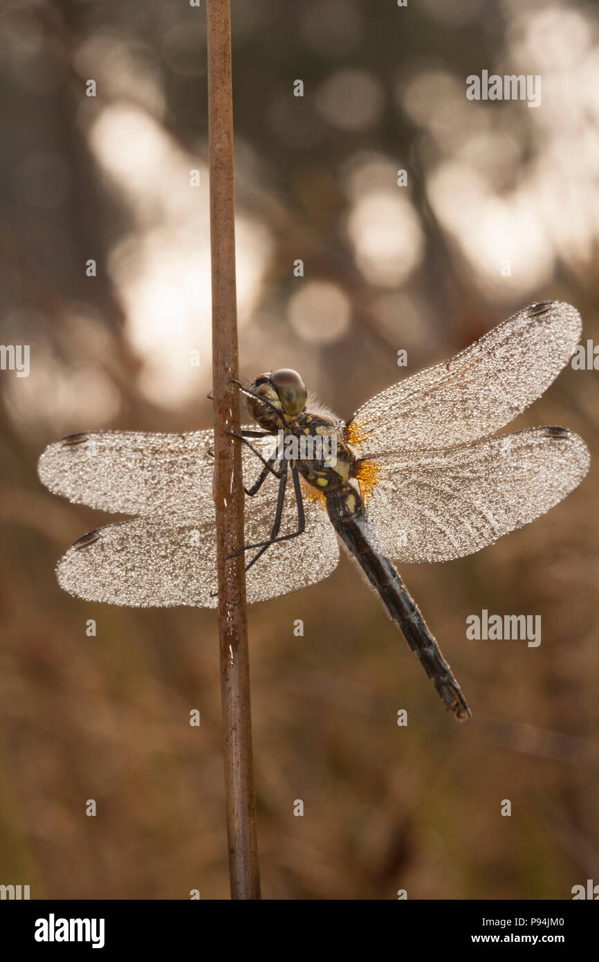Un nero darter dragonfly, Sympetrum danae, coperte di rugiada all'alba nel Dorset England Regno Unito GB Foto Stock
