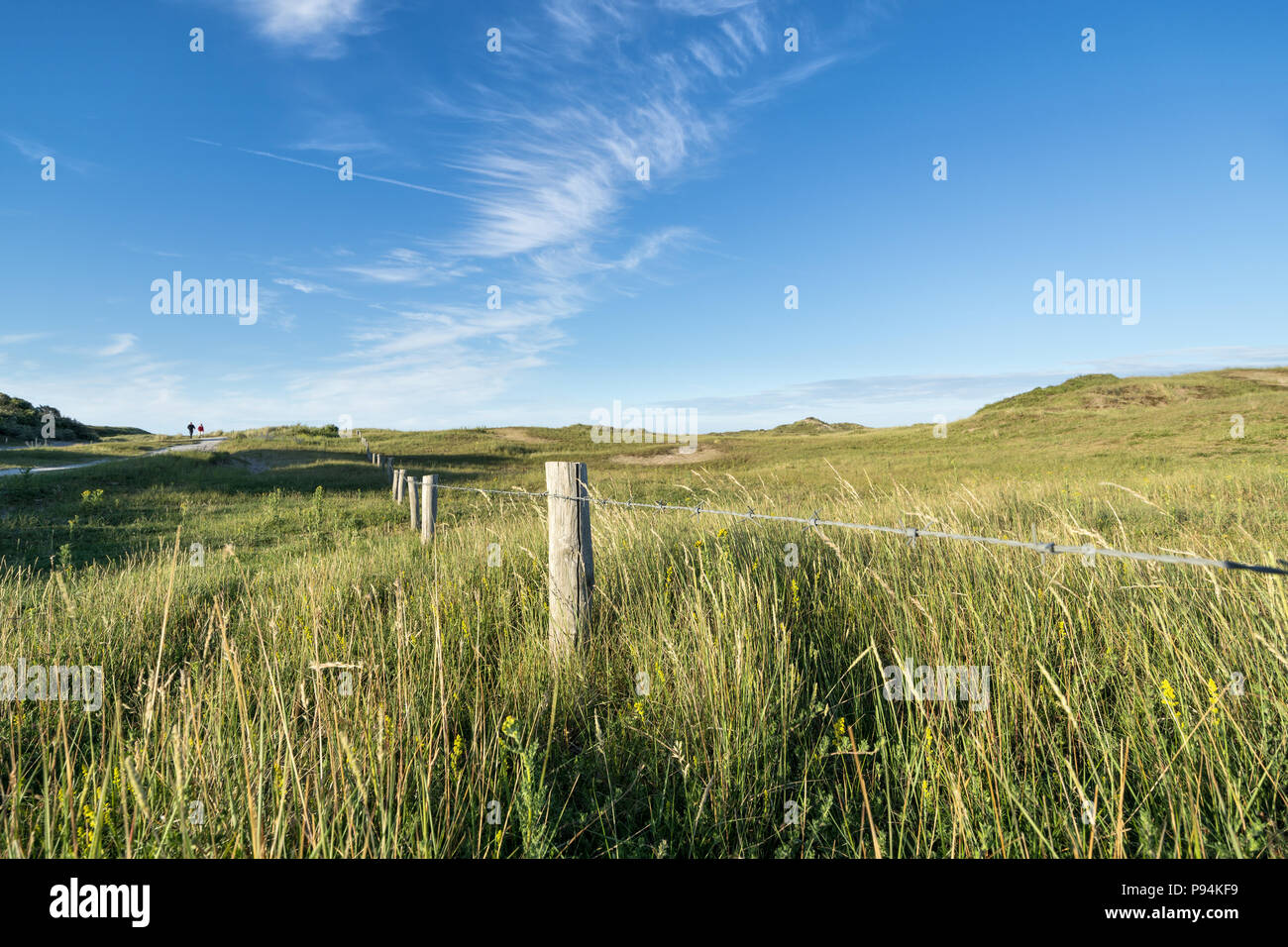 Berkheide dune a sud di Katwijk aan Zee/ Paesi Bassi Foto Stock