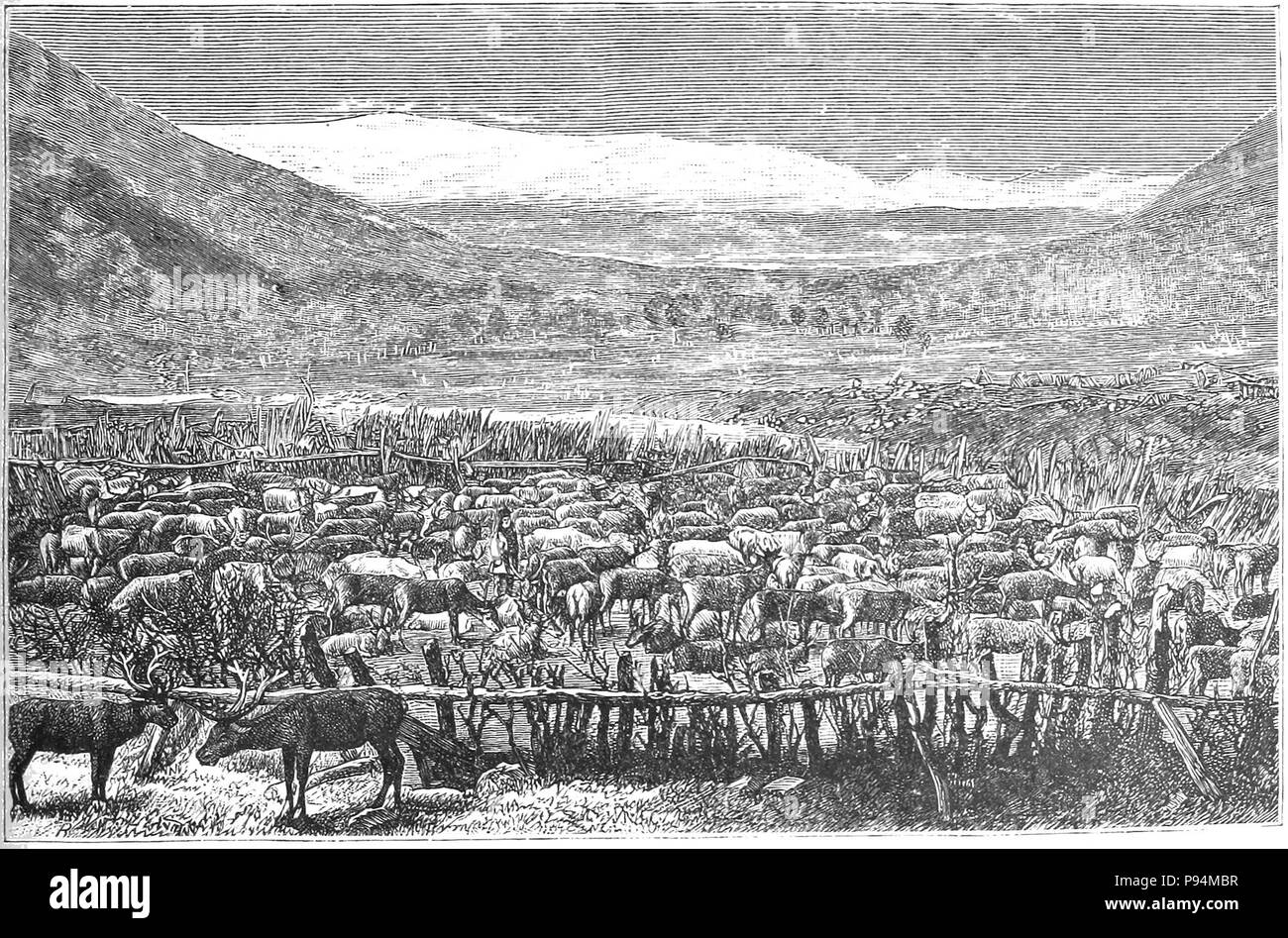 Un allevamento di renne. Foto Stock