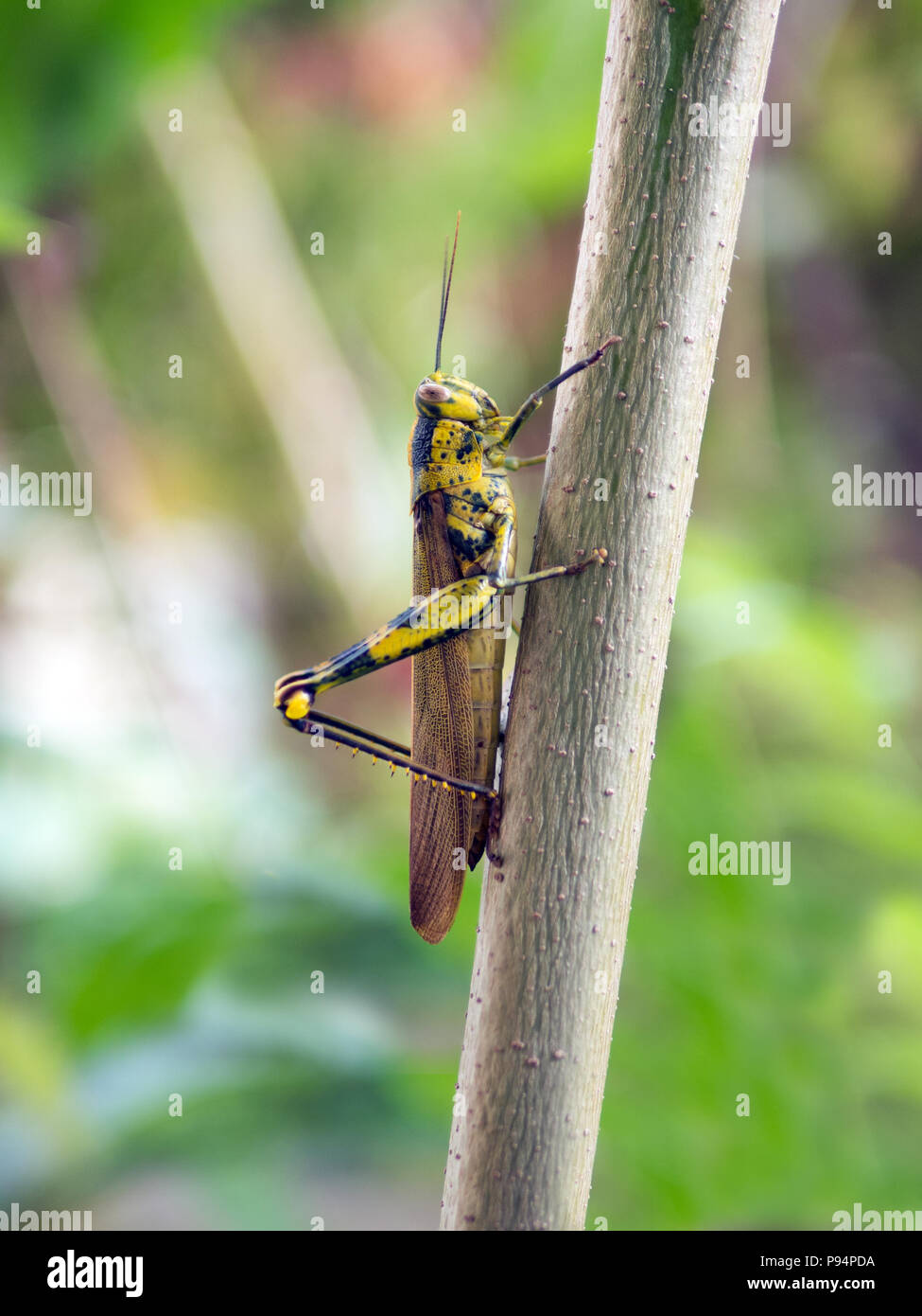 Grasshopper in piedi in legno Foto Stock
