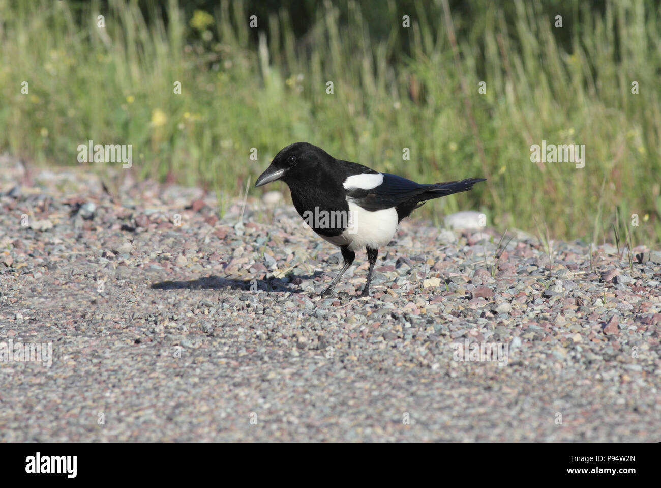 Nero-fatturati Gazza Luglio 2nd, 2011 vicino a Glacier National Park Montana Foto Stock