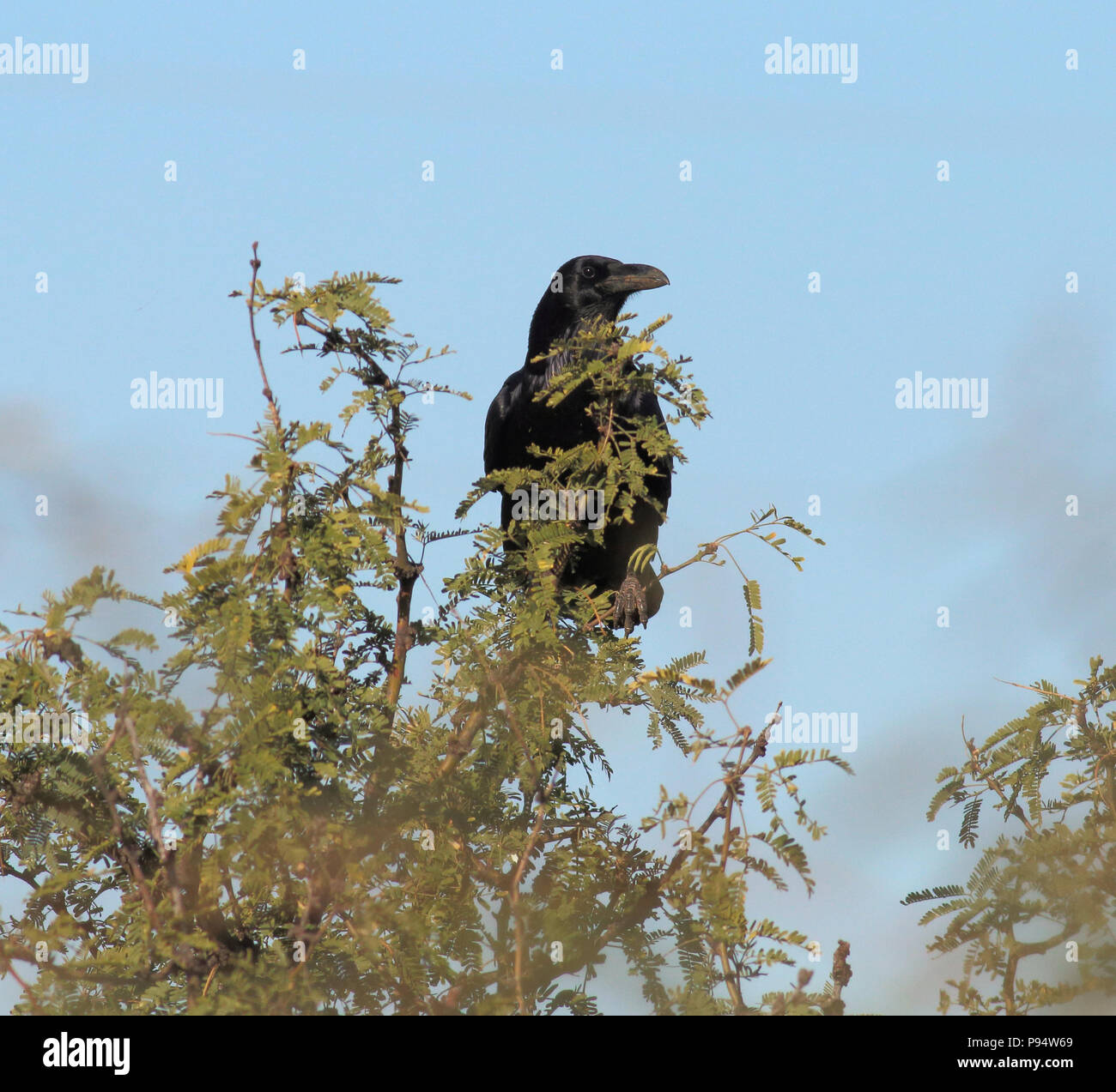Raven del Chihuahuan Novembre 9th, 2015 Foresta Nazionale di Coronado, Arizona Foto Stock